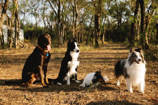 Photo de quatre chiens dans les bois